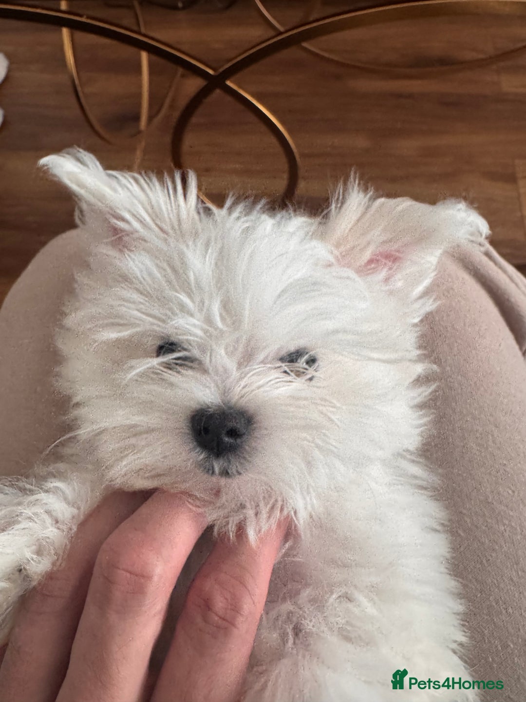 Maltese dogs for sale: Lovely Maltese boy  - Advert 3