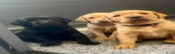Labrador Retriever dogs for sale: Superb pedigree KC reg Labrador Retriever Puppies - Advert 7