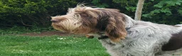 Italian Spinone dogs for sale: KC reg Italian Spinone  Puppies  - Advert 7