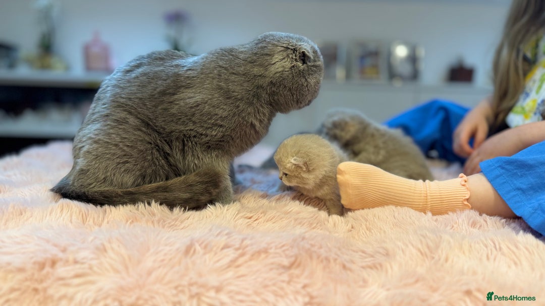 Scottish Fold cats for sale: Scottish fold and Scottish straight Tica pedigree  in Croydon - Image 5