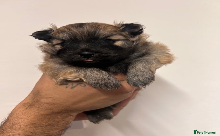 Pomeranian dogs READY 23RD December Pomeranian Puppy’s  - Advert 6