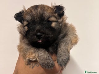 Pomeranian dogs READY 23RD December Pomeranian Puppy’s - Advert 6