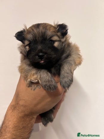 Pomeranian dogs READY 23RD December Pomeranian Puppy’s - Advert 6