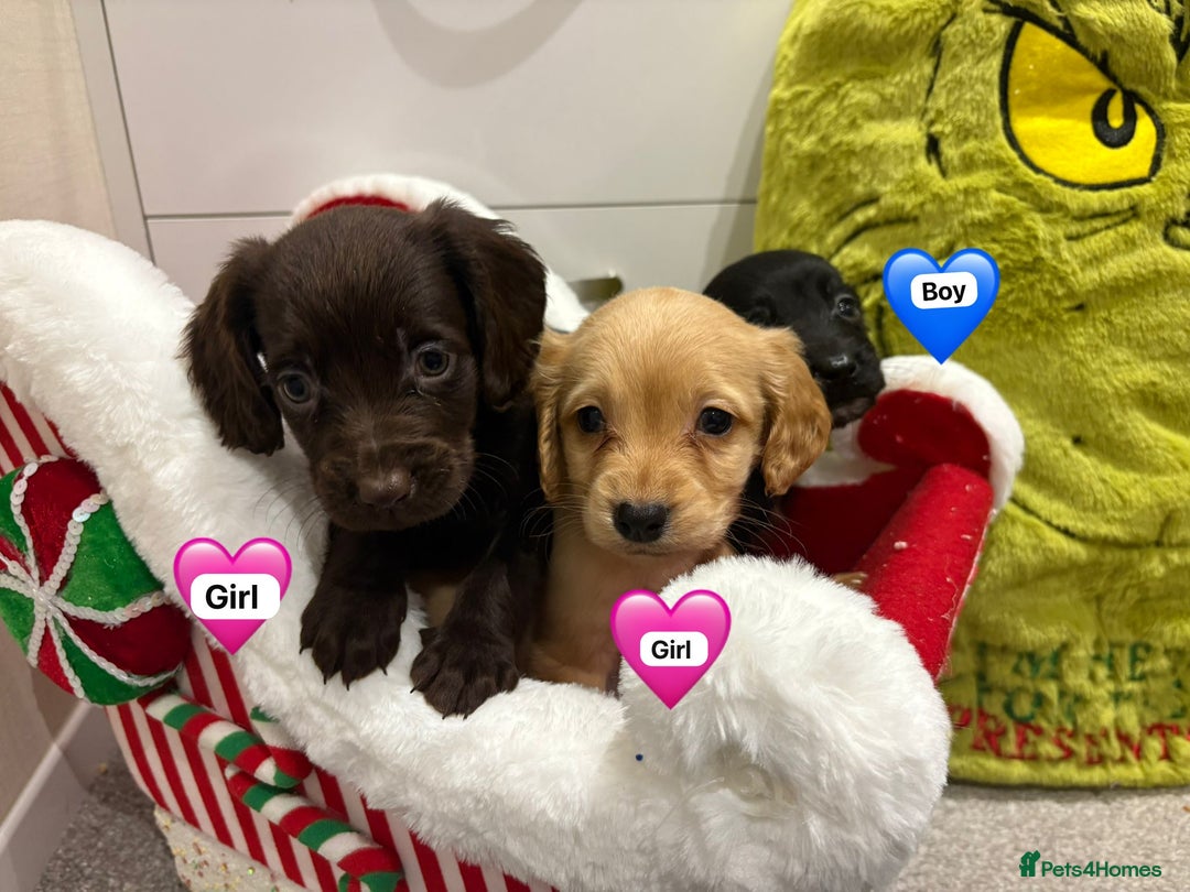 Cocker Spaniel dogs for sale: Cocker spaniel puppies ready to leave  - Advert 1