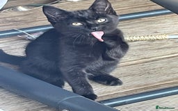 Mixed Breed cats for sale: Ready for forever homes NOW - Image 20