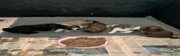 Shih Tzu dogs for sale: Imperial shin tzu pups - Advert 7