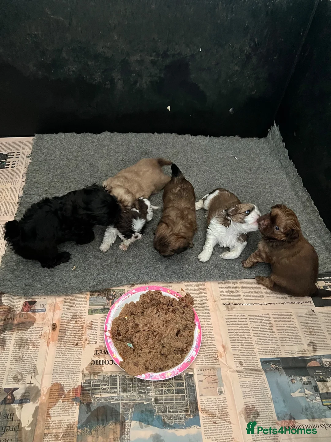 Shih Tzu dogs for sale: Imperial shin tzu pups - Advert 7