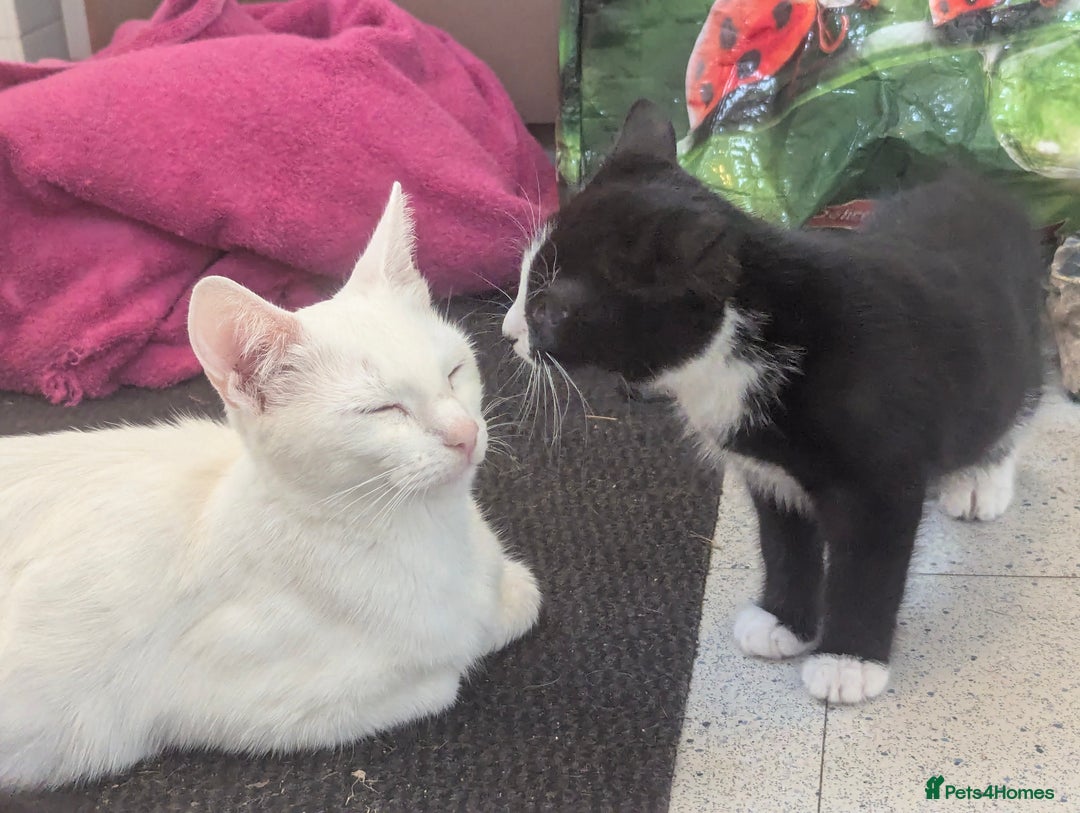 Domestic Shorthair cats for sale: Our last Girl, Playfull & loving, Well handled* - Image 9