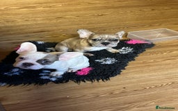 French Bulldog dogs for sale: French bulldog girl  - Image 6