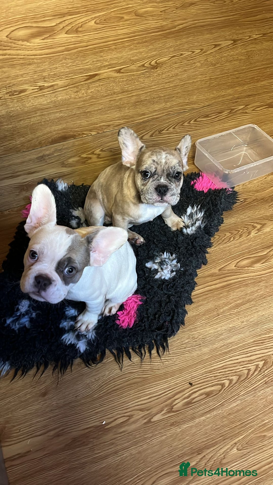 French Bulldog dogs for sale: French bulldog girl  - Image 6