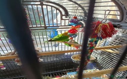 Lovebirds birds for sale: Lovebirds  - Image 5
