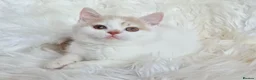 British Shorthair cats for sale: Stunning British shorthair kittens  - Advert 19