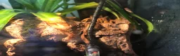 Gecko reptiles for sale: Mourning Geckos & Bioactive Tank - Advert 3
