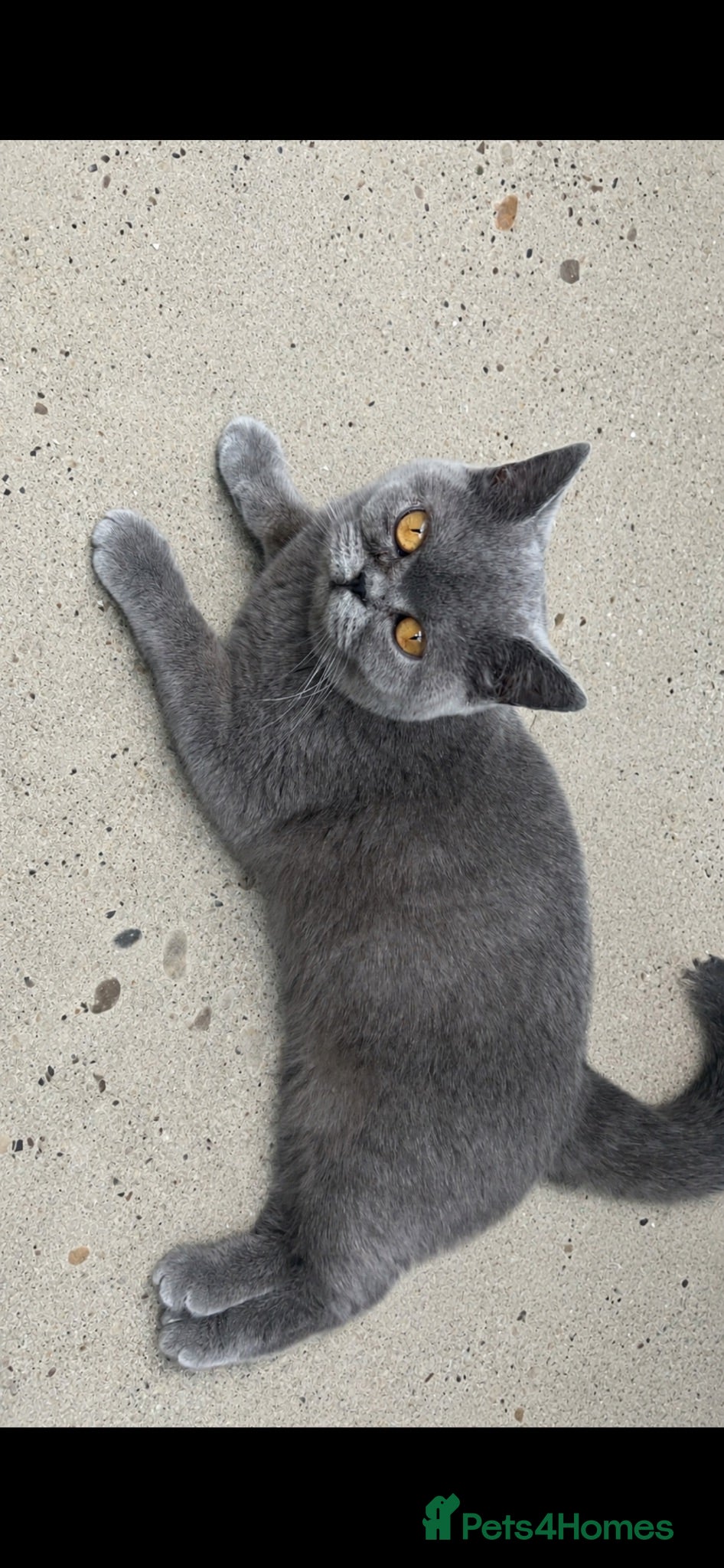 British Shorthair cats British short hair  - Advert 2