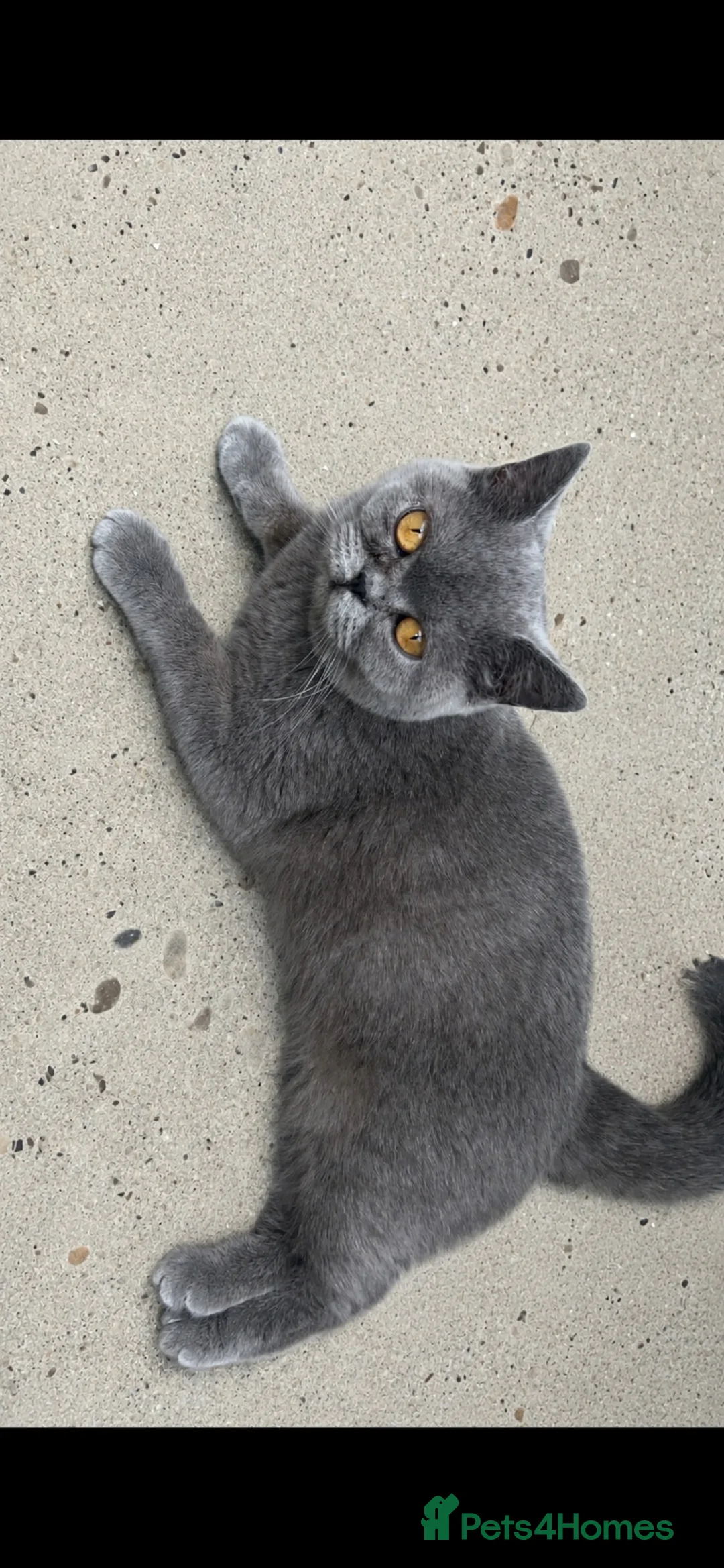 British Shorthair cats for sale: British short hair  - Advert 1