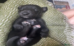 Whippet dogs for sale: The best puppies ever! - Image 15