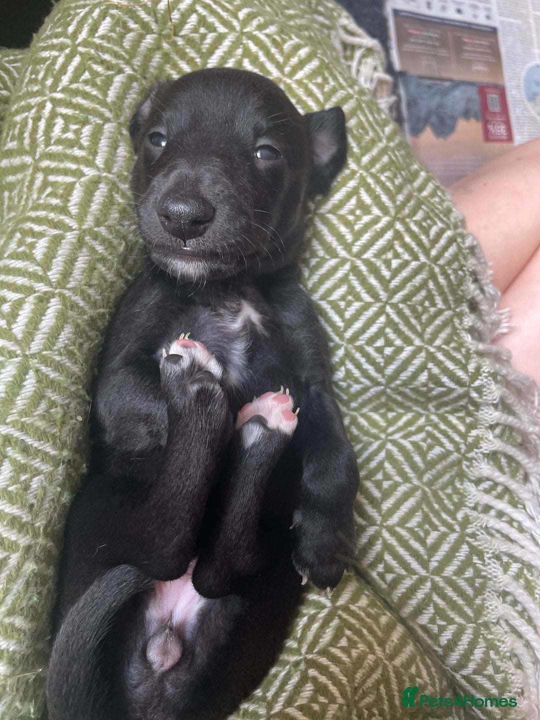Whippet dogs for sale: The best puppies ever! - Image 15