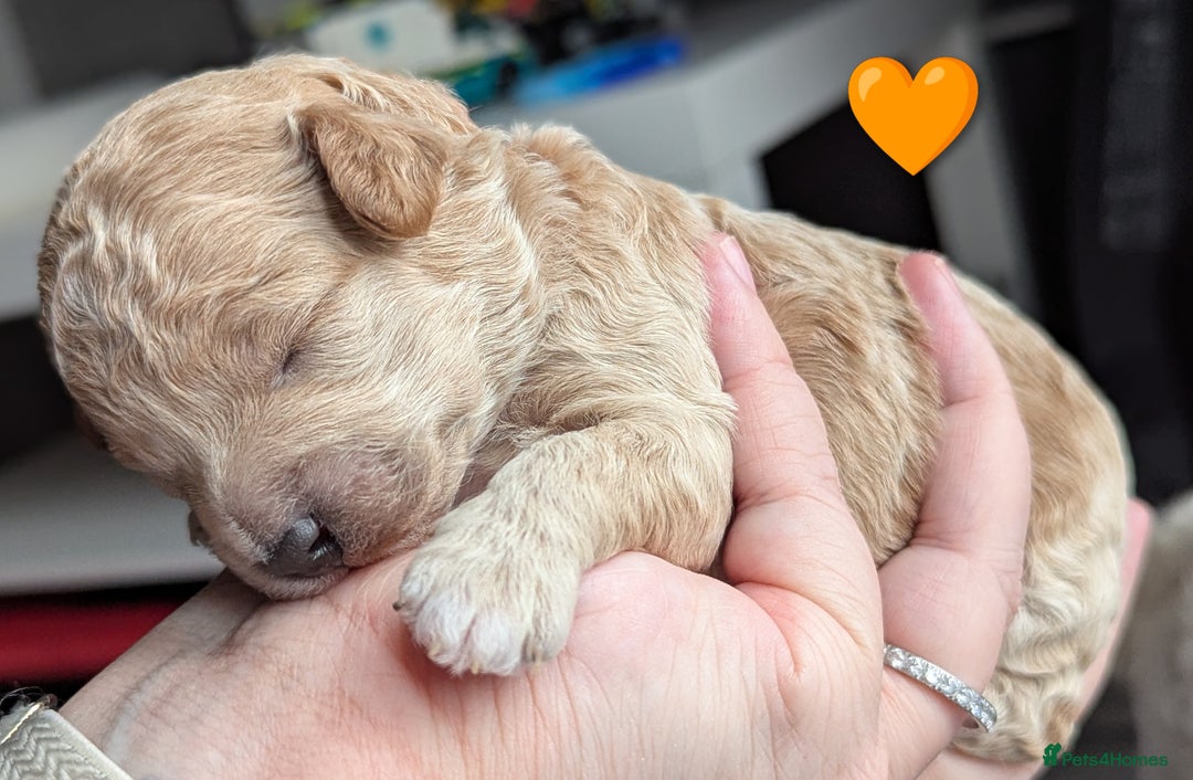 Poochon dogs for sale: 🐾 Adorable F1b Poochon Puppies - Ready November🐾 - Image 23