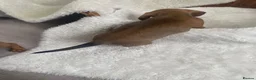 Miniature Dachshund dogs for sale: Miniature dapple dachshund puppies for sale  - Advert 18