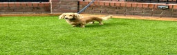 Miniature Dachshund dogs for stud: KING KOBE  CREAM LONG HAIR PROVEN  in Liverpool - Advert 2