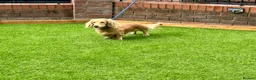 Miniature Dachshund dogs for stud: KING KOBE  CREAM LONG HAIR PROVEN  in Liverpool - Advert 2