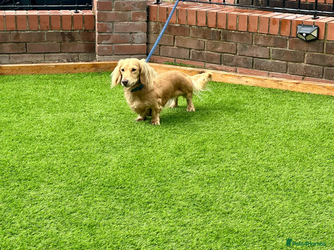 Miniature Dachshund dogs for stud: KING KOBE  CREAM LONG HAIR PROVEN  in Liverpool - Advert 2
