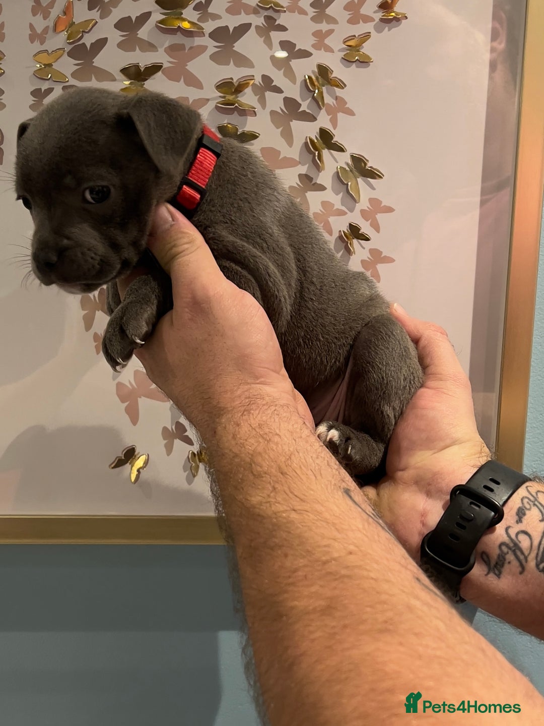 Staffordshire Bull Terrier dogs for sale: Adorable BLUE KC Pups *BULLSCAFF BLOODLINE* - Advert 18