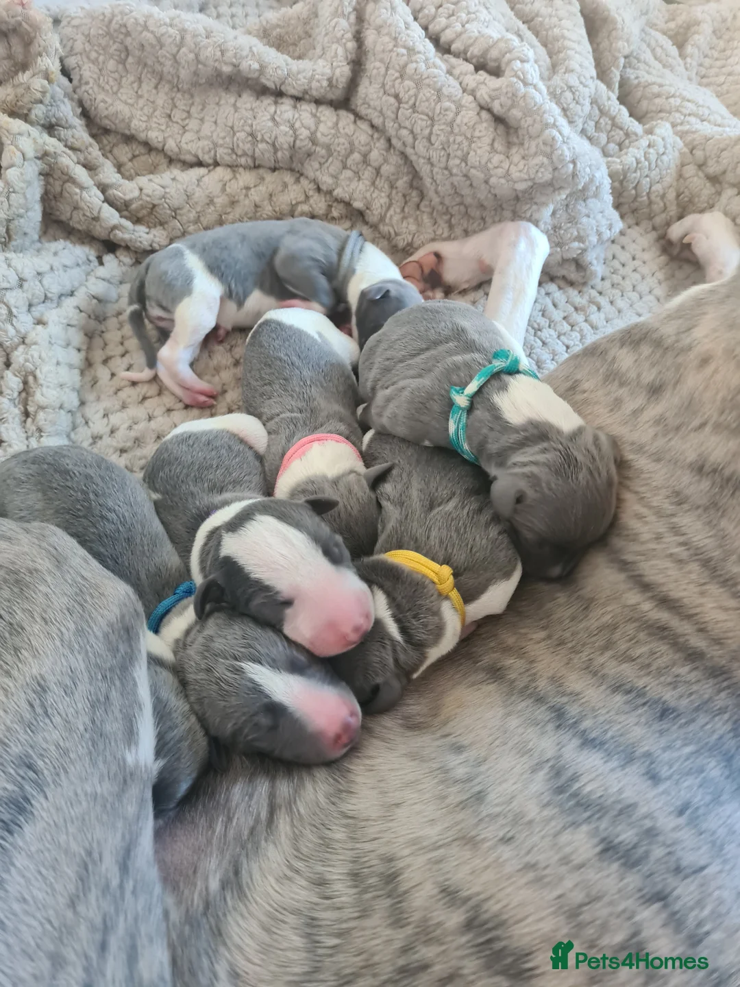 Whippet dogs for stud: 2 KC whippet for stud,both heart tested clear in Bishop Auckland - Advert 4