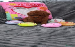 Miniature Poodle dogs for sale: Miniature red poodles 2💙2🩷 - Image 7