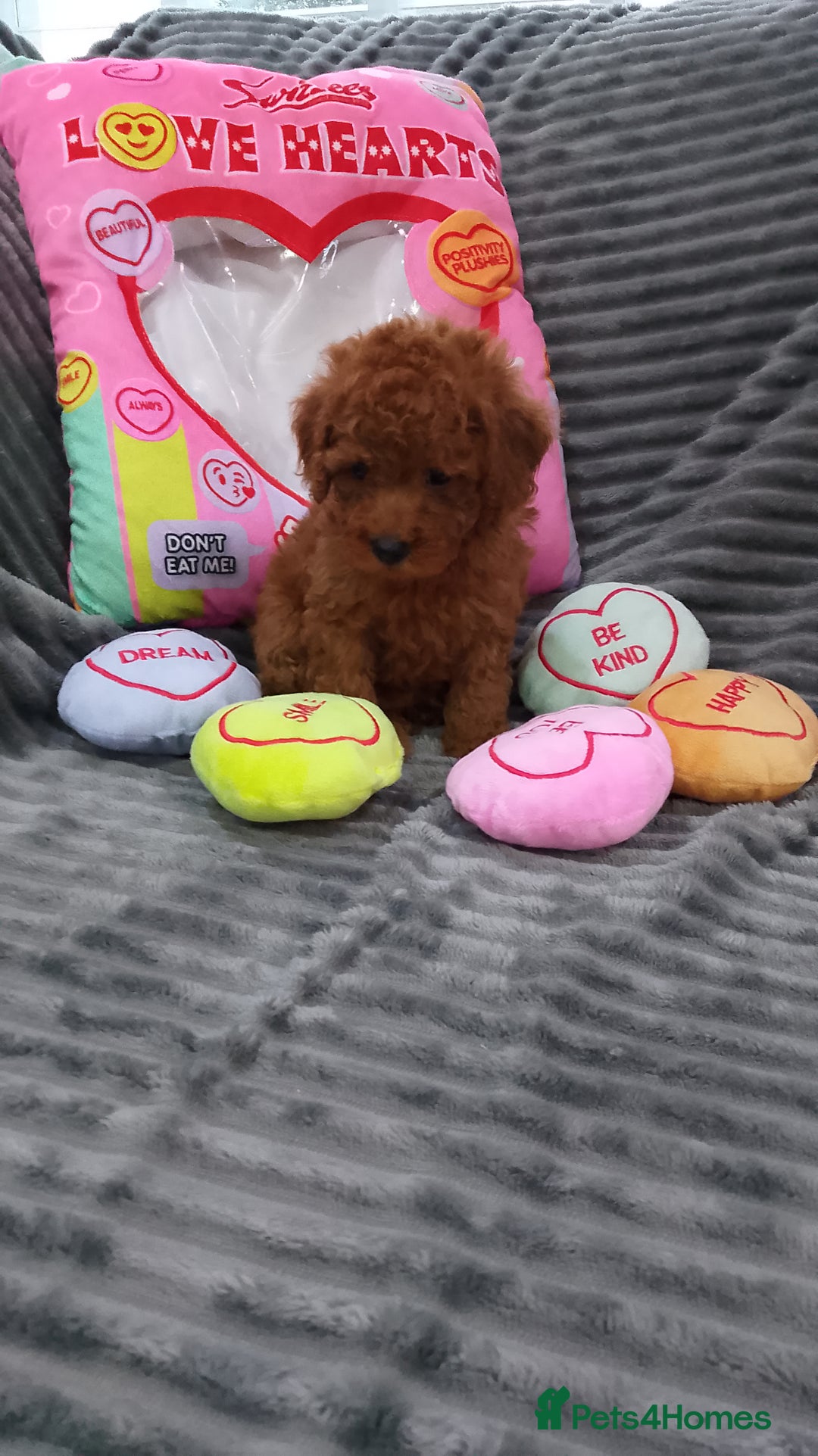 Miniature Poodle dogs for sale: Miniature red poodles 2💙2🩷 - Image 7