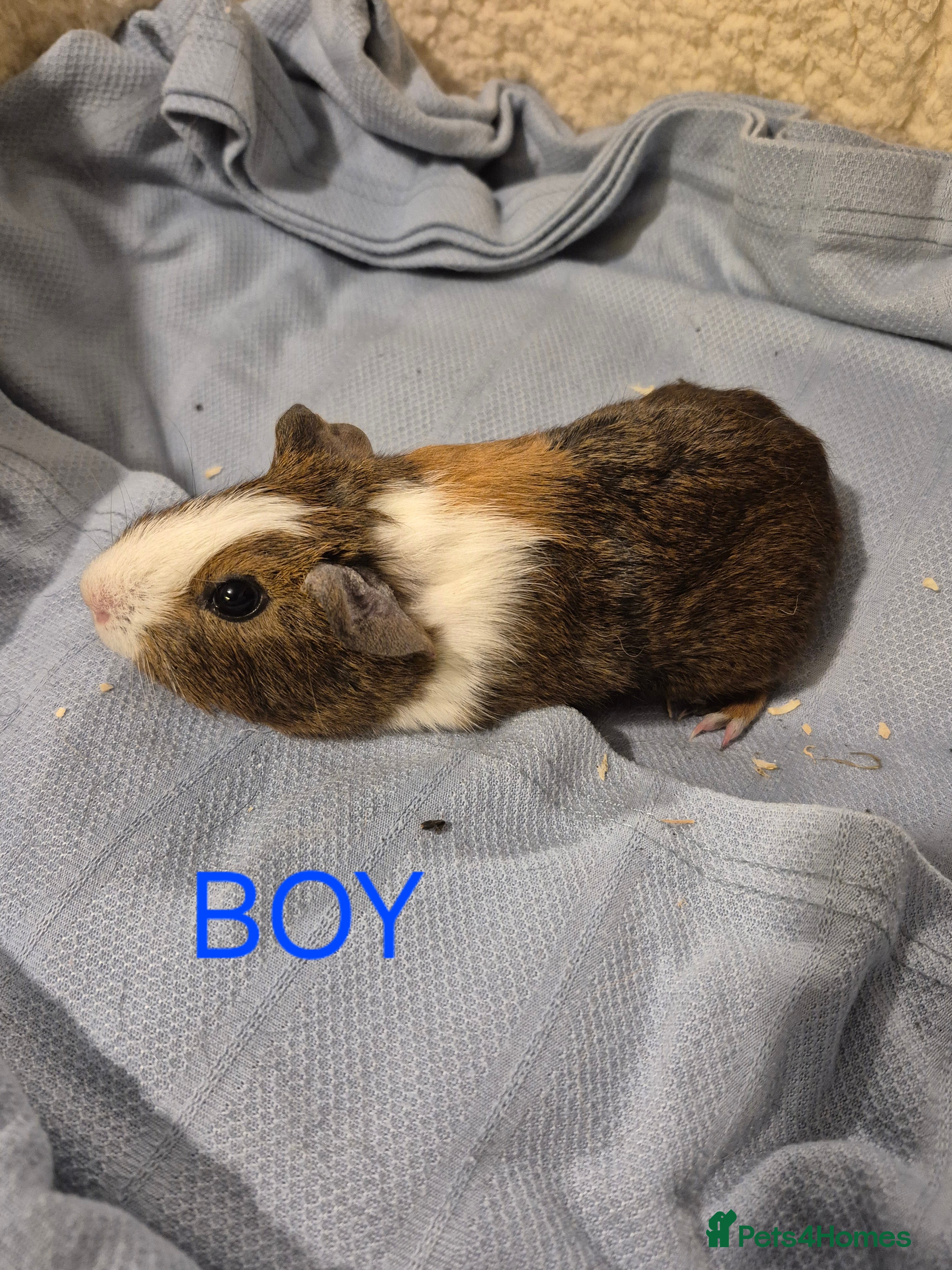 Guinea Pig rodents Sows and Boars available, can deliver x - Advert 1