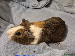 Guinea Pig rodents Sows and Boars available, can deliver x - Advert 8