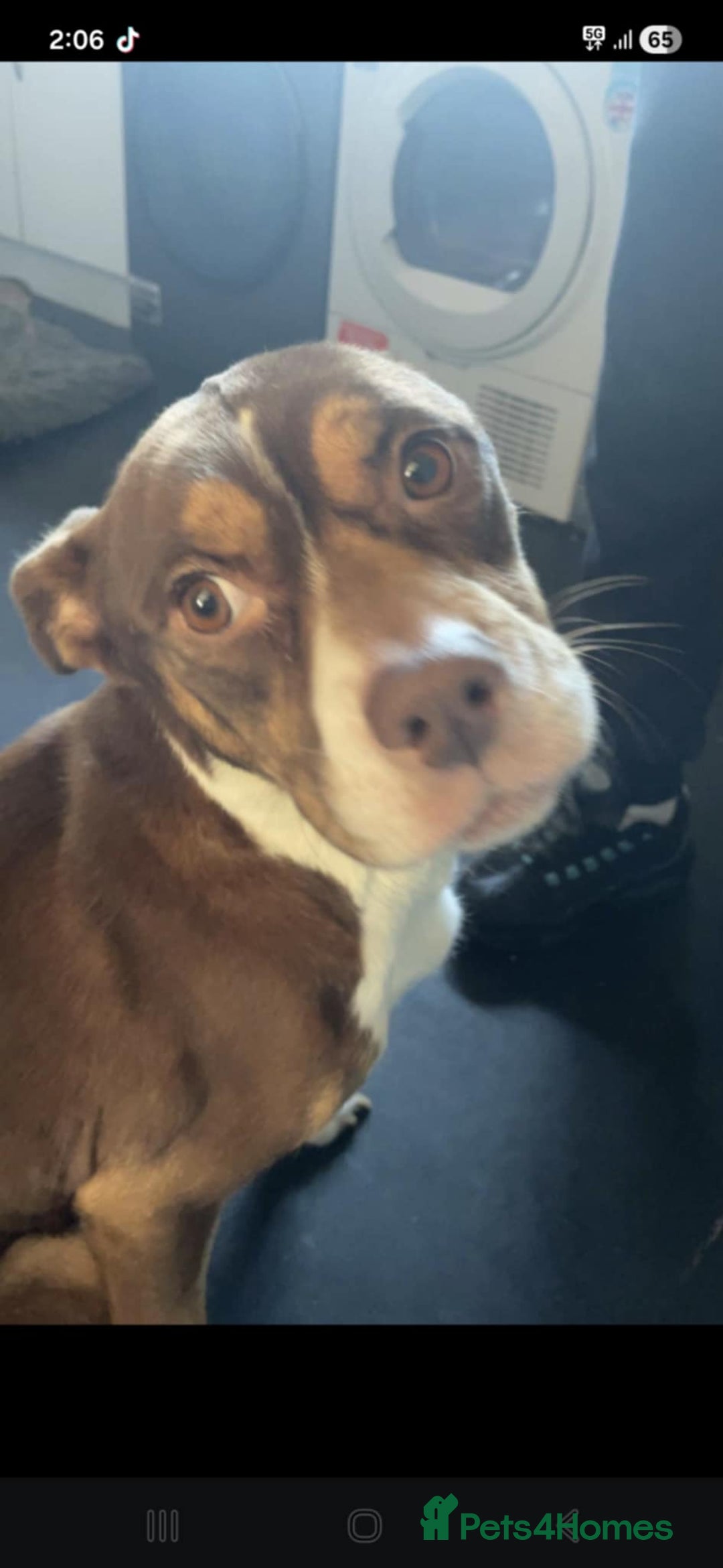 Mixed Breed dogs for sale: Husky X staffy crossed Rottweiler  - Advert 14