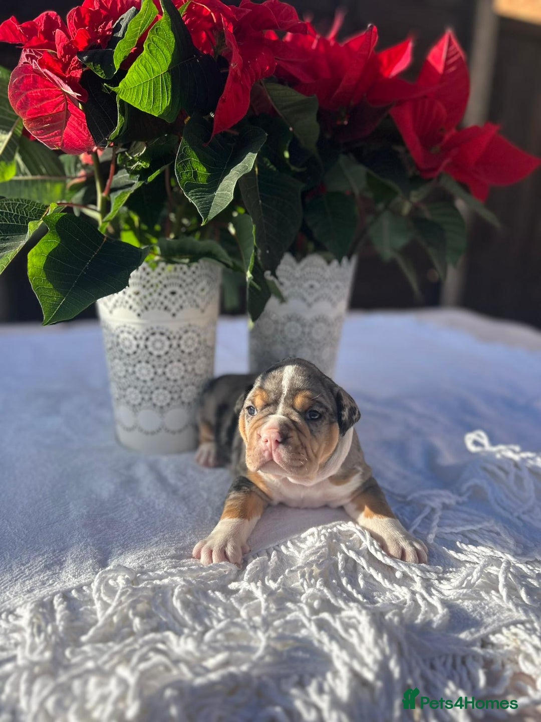 Mixed Breed dogs for sale: Old tyme bulldog x american bulldog puppies - Advert 5