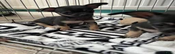 Chihuahua dogs for sale: Full breed chihuahua lovely puppies  - Advert 2