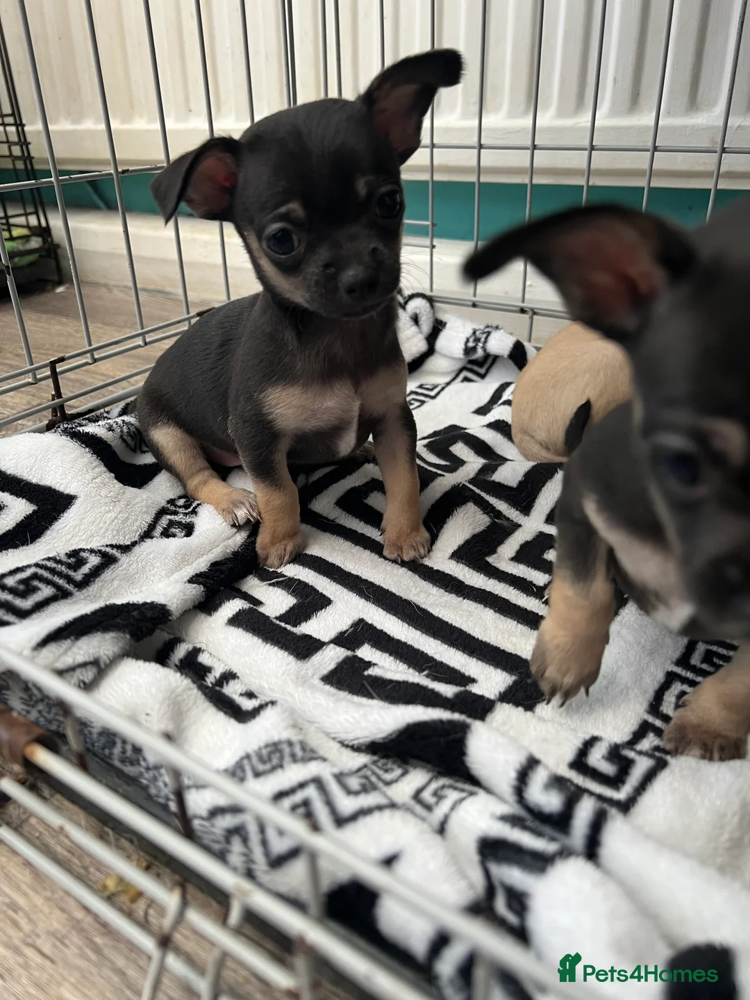 Chihuahua dogs for sale: Full breed chihuahua lovely puppies  - Advert 2