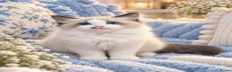 Ragdoll cats for sale: Last gorgeous ragdoll boy 💙 - Advert 1