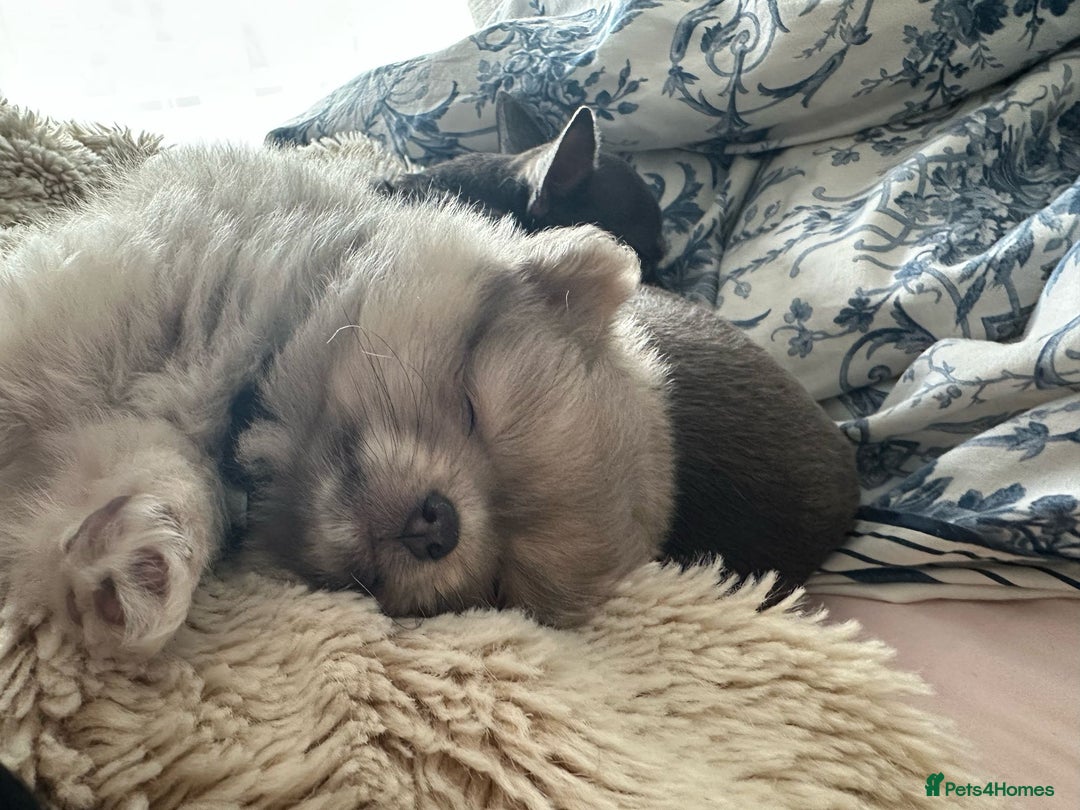 Pomchi dogs for sale: Puppy's 1&2 - Image 19