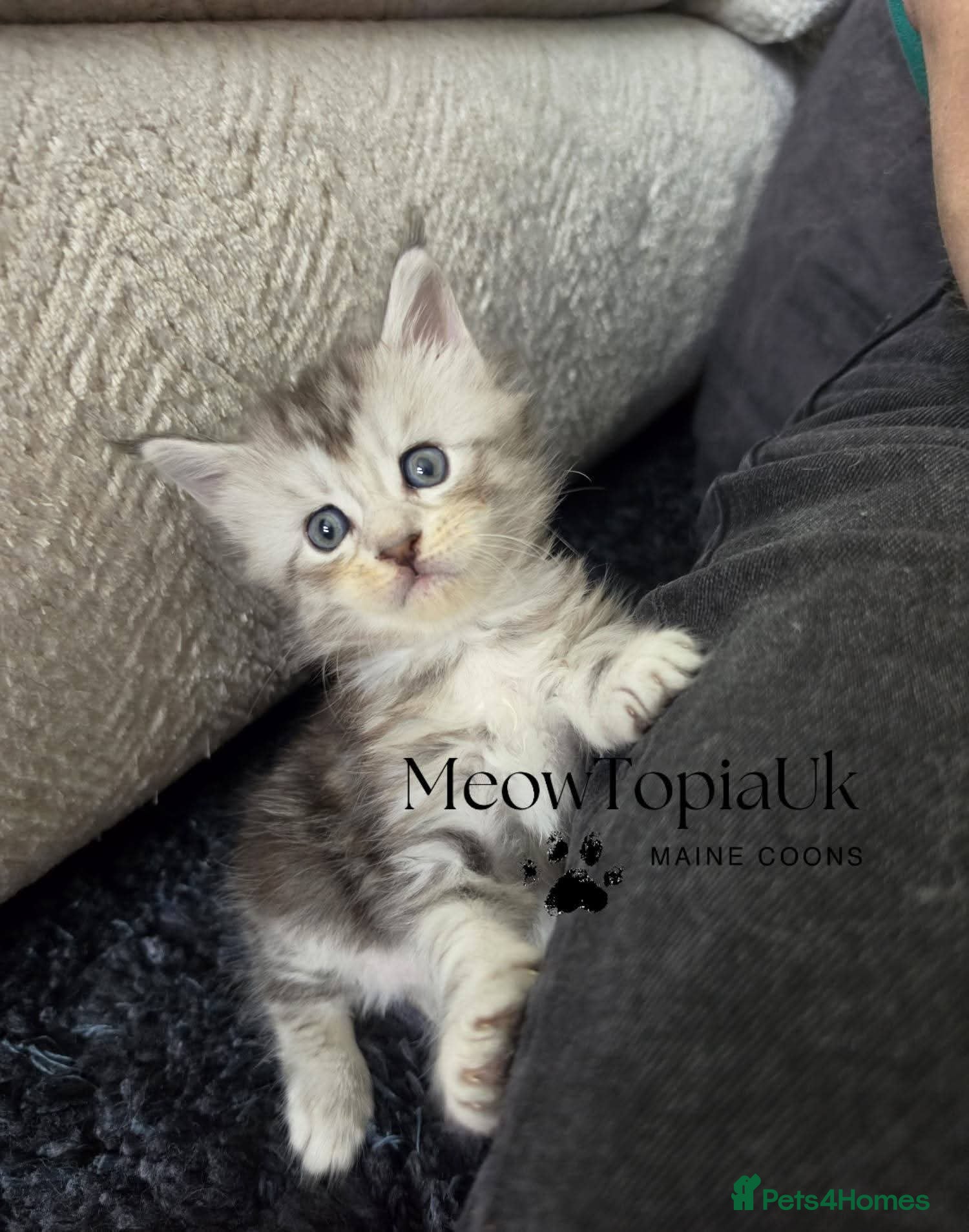 Maine Coon cats   Tica registered pedigree mainecoon kittens  - Advert 14
