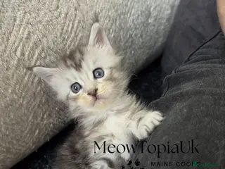 Maine Coon cats Tica registered pedigree mainecoon kittens - Advert 1