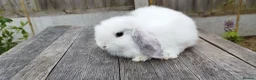 Mini Lop rabbits for sale: Mini Lop bunnies Pure Breed  - Advert 14