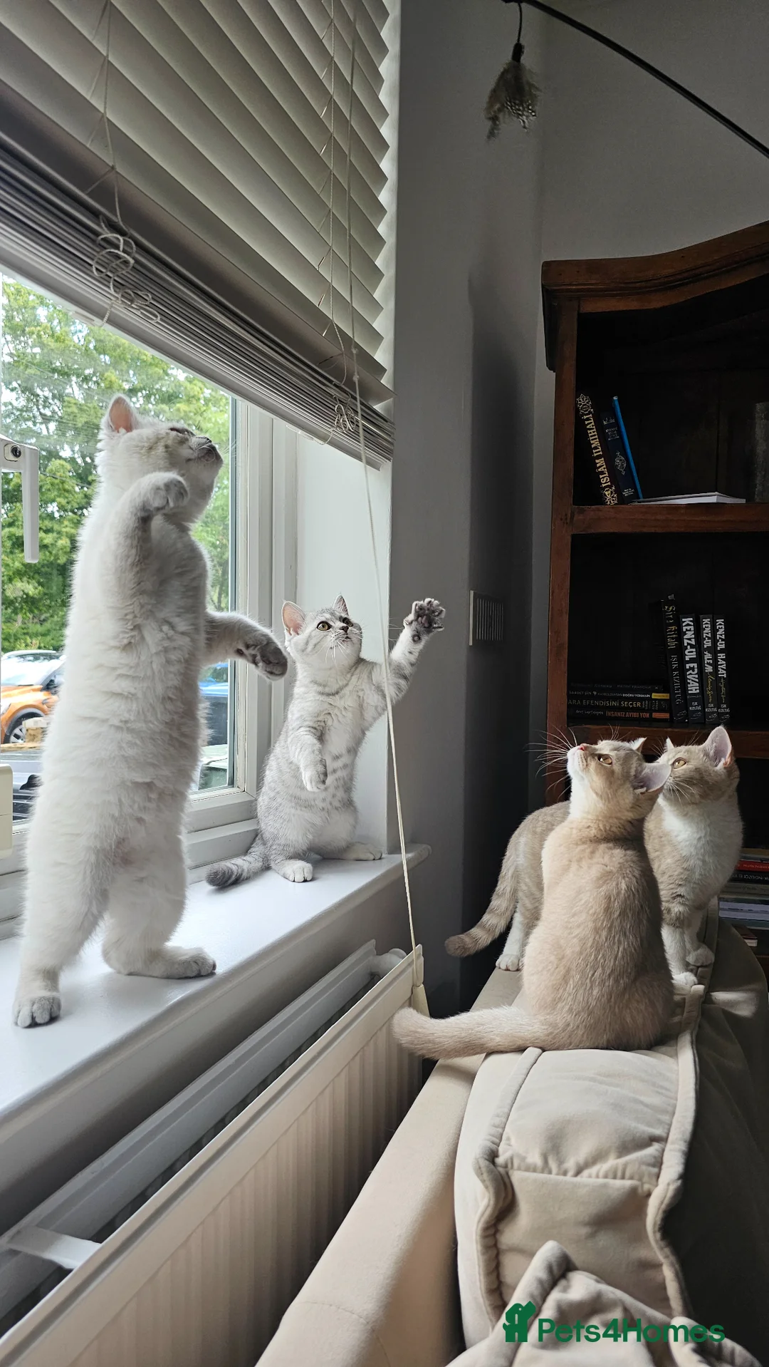 British Shorthair cats for sale: ​Rare Female BSH Kittens: Pedigree Parents Only  - Advert 1