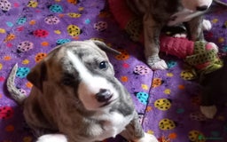 Whippet dogs for sale: Top Class Whippet Puppies bred from Champions - Image 5