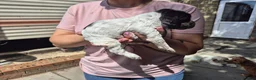 Cocker Spaniel dogs for sale: KC registered show type cocker spaniels  - Advert 11