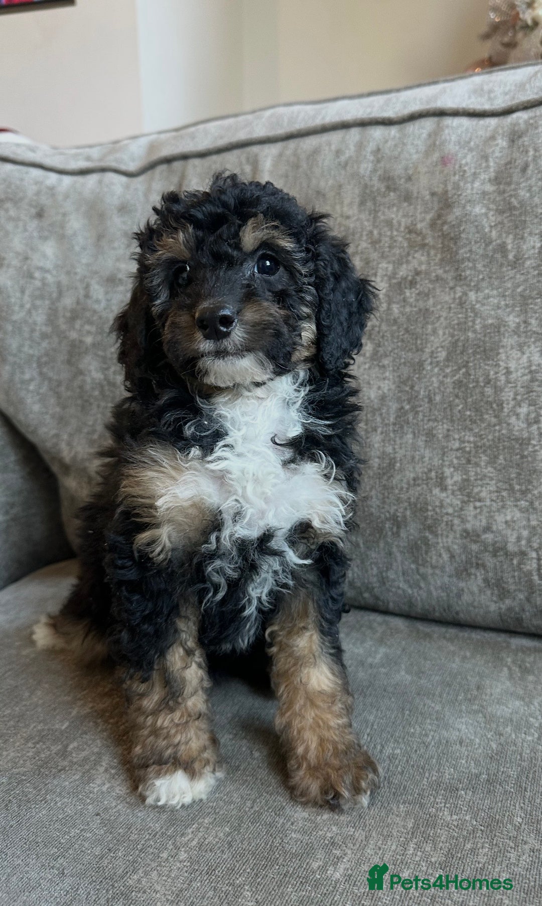 Cavapoo dogs for sale: Beautiful Cavapoos’s  - Advert 19