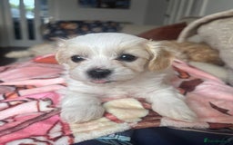 Maltipoo dogs for sale: Minnies maltipoos  - Image 27