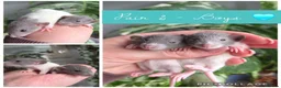 Rat rodents for sale: Beautiful Litter Of Dumbo Ratties ♡ - Advert 3