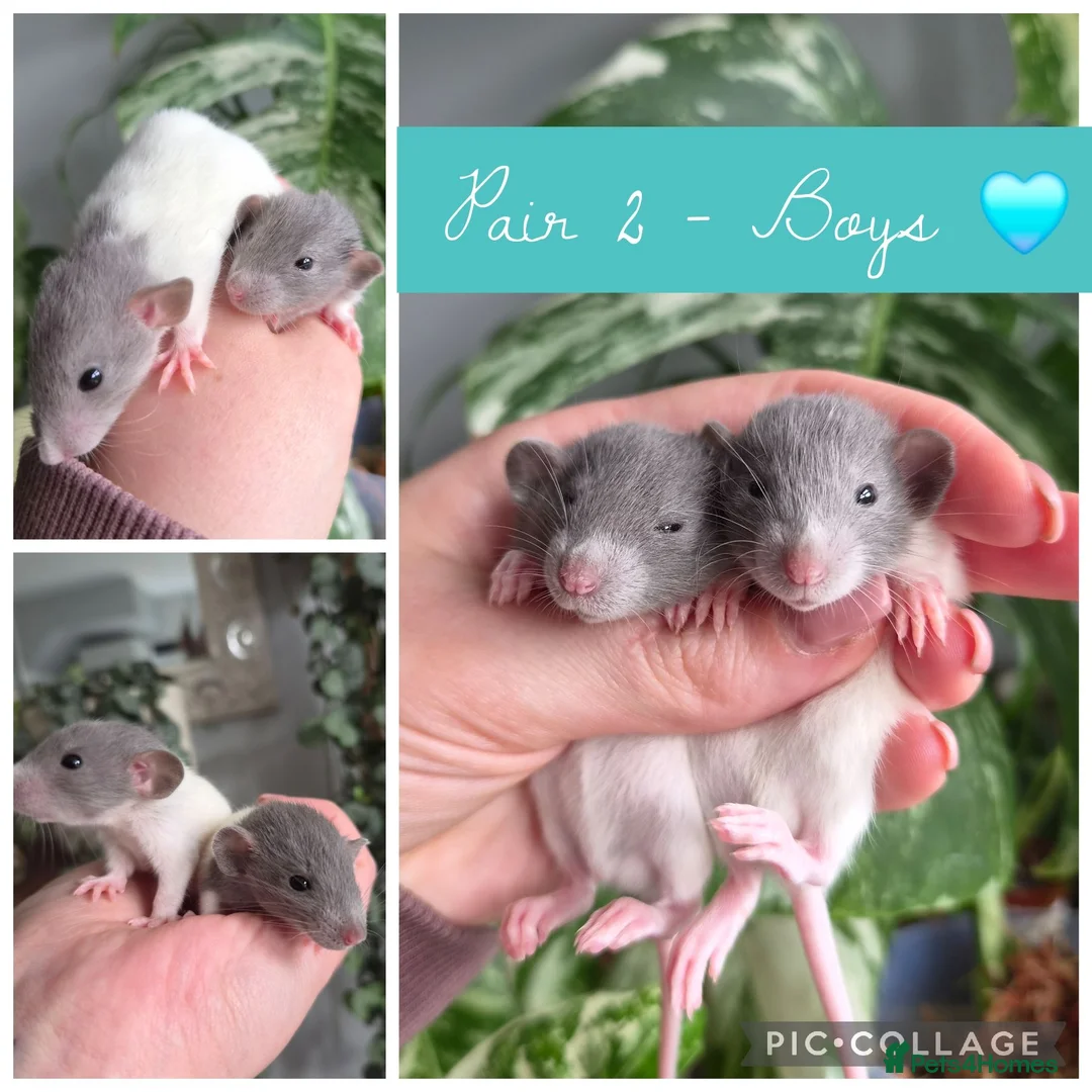 Rat rodents for sale: Beautiful Litter Of Dumbo Ratties ♡ - Advert 3