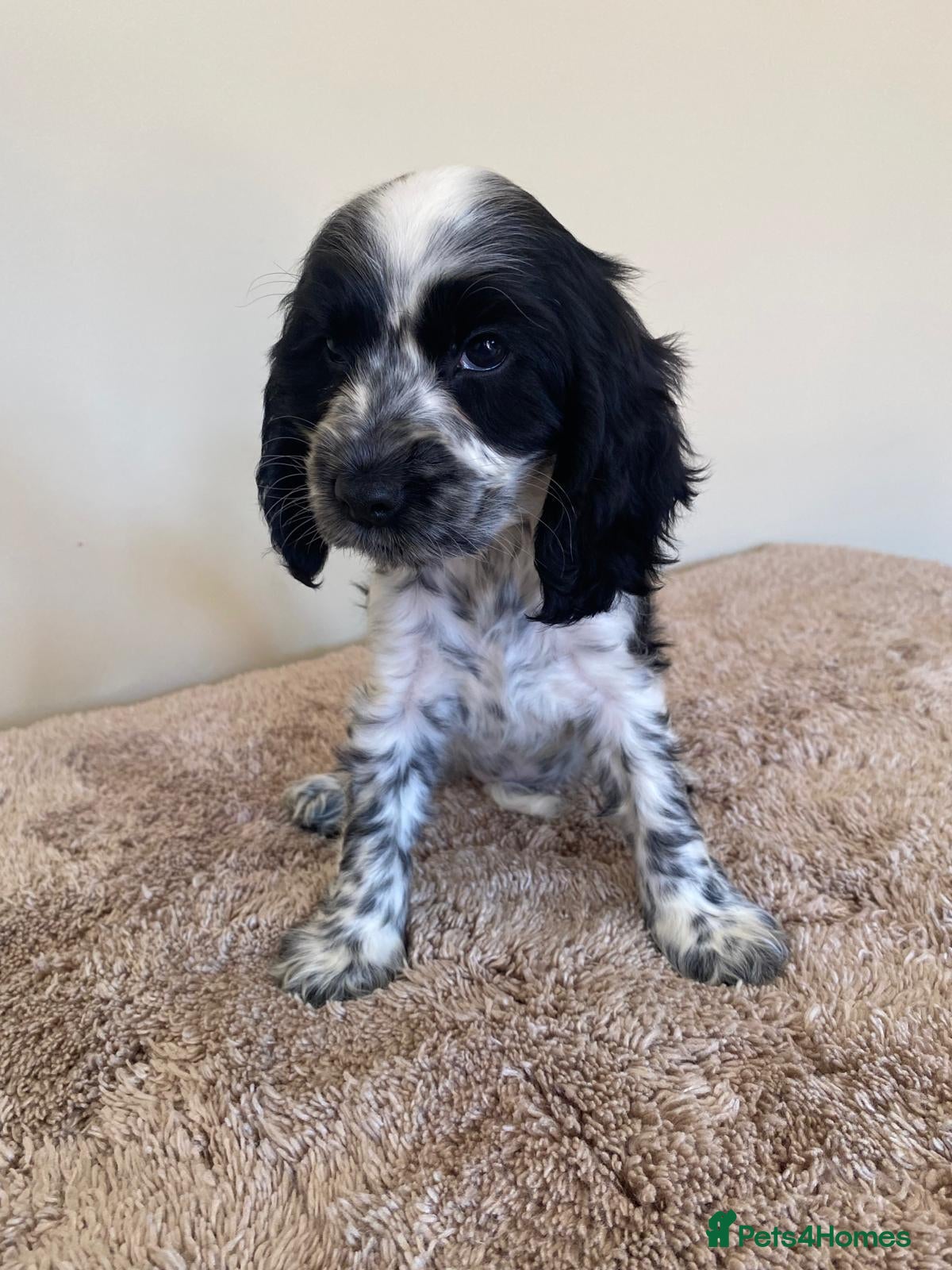 Cocker Spaniel dogs Kc registered show type spaniels  - Advert 2