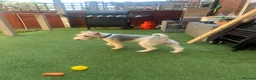 Fox Terrier dogs for stud: Wire fox terrier stud  in Welwyn Garden City - Advert 12